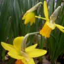 Narcissus - Narcisa, narcis