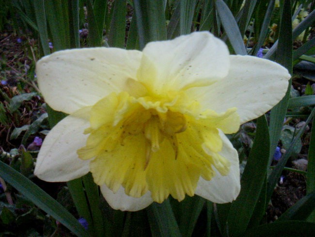 Narcissus - Narcisa, narcis