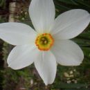 Narcissus - Narcisa, narcis