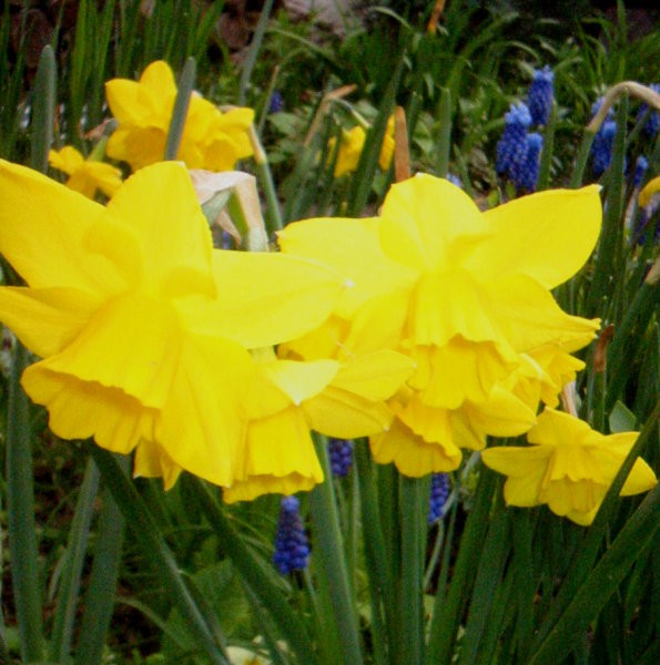 Narcissus - Narcisa (ciklamaste narcise)