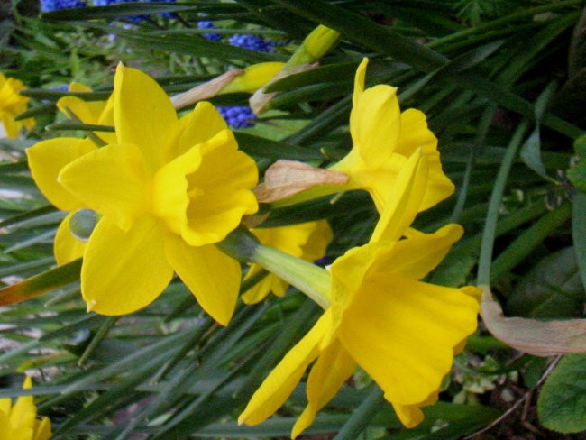 Narcissus - Narcisa, narcis