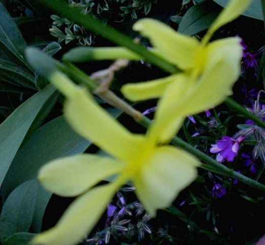 Narcissus - Narcisa, narcis