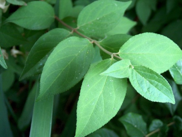 Deutzia scabra - Dojcija