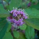 Callicarpa - Kalikarpa