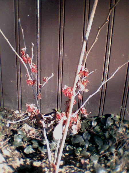 Hamamelis - Nepozebnik