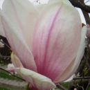 Magnolia - Magnolija