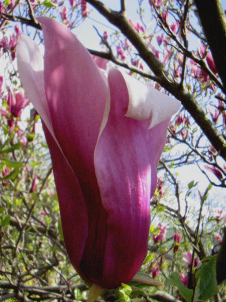 Magnolia - Magnolija
