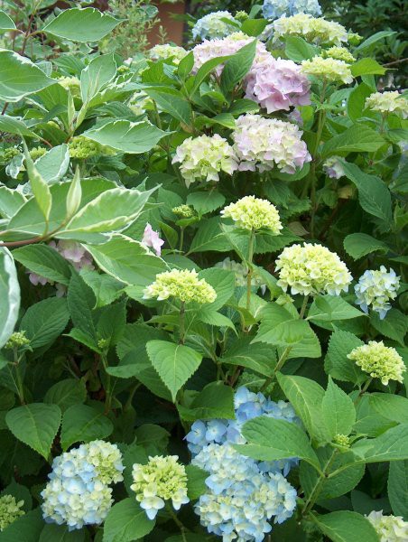 Hydrangea - hortenzija