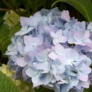 Hydrangea - hortenzija