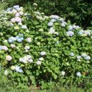 Hydrangea - hortenzija