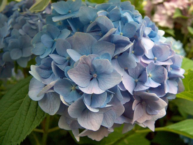 Hydrangea - hortenzija