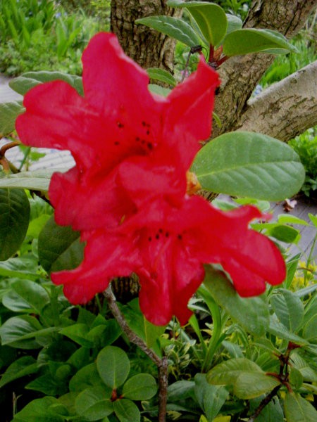 Rhododendron - Rododendron