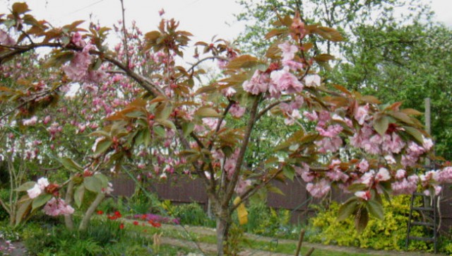 Prunus - Prunus, sliva, češnja