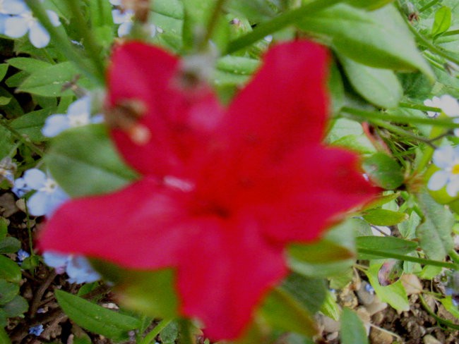 Rhododendron - Azaleja