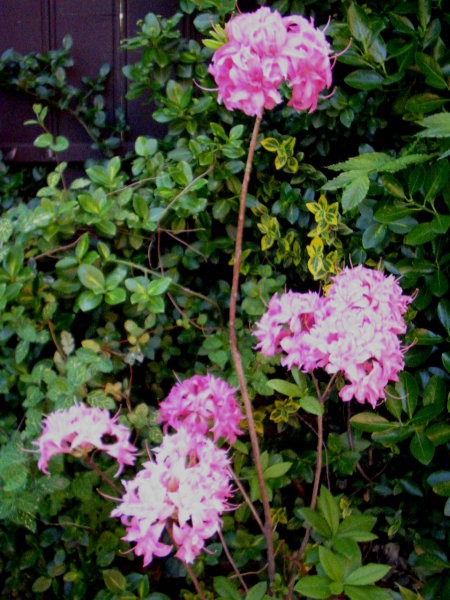 Rhododendron Homebush - Azaleja