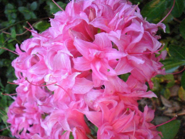 Rhododendron Homebush - Azaleja