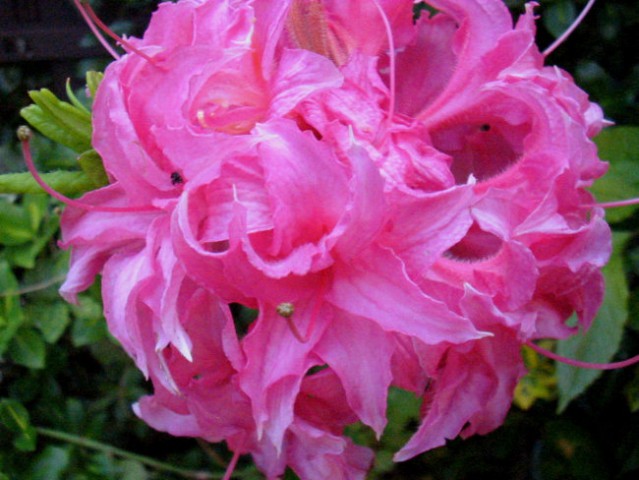 Rhododendron Homebush - Azaleja