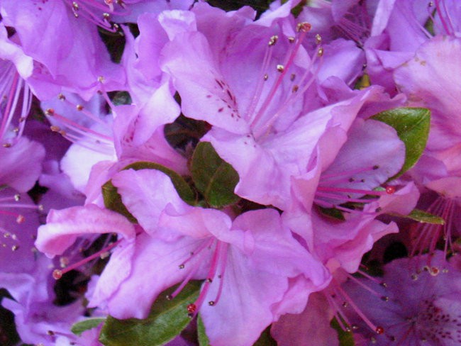 Rhododendron Lilac Time - Azaleja