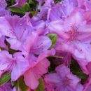 Rhododendron Lilac Time - Azaleja