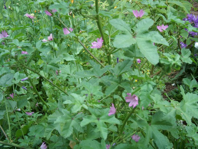 Gozdni slezenovec (Malva sylvestris)