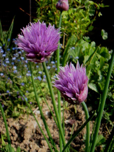 Allium schoenoprasum - Drobnjak