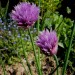 Allium schoenoprasum - Drobnjak