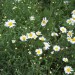 Navadna ivanjščica (Leucanthemum ircutianum)