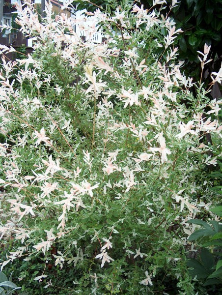 Salix integra - Pisanolista japonska vrba