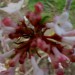 Viburnum bodnantense - Brogovita
