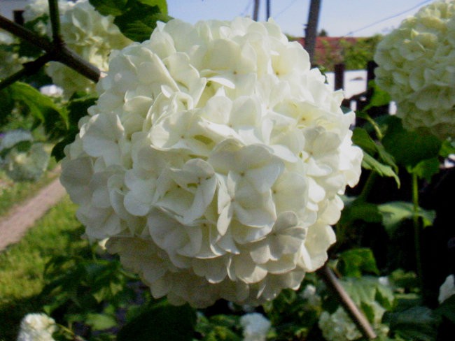 Viburnum opulus - Brogovita