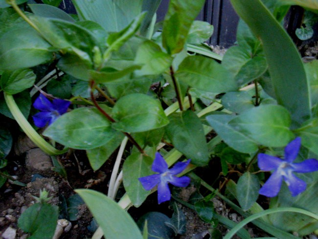 Vinca - Zimzelen