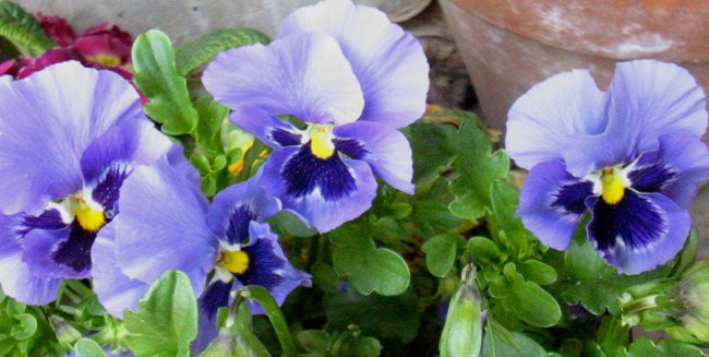Viola - Mačeha, vijolica