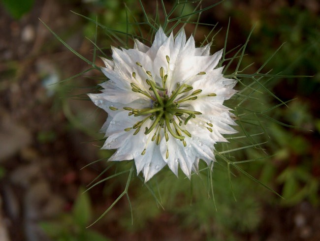 Nigella - Črnika