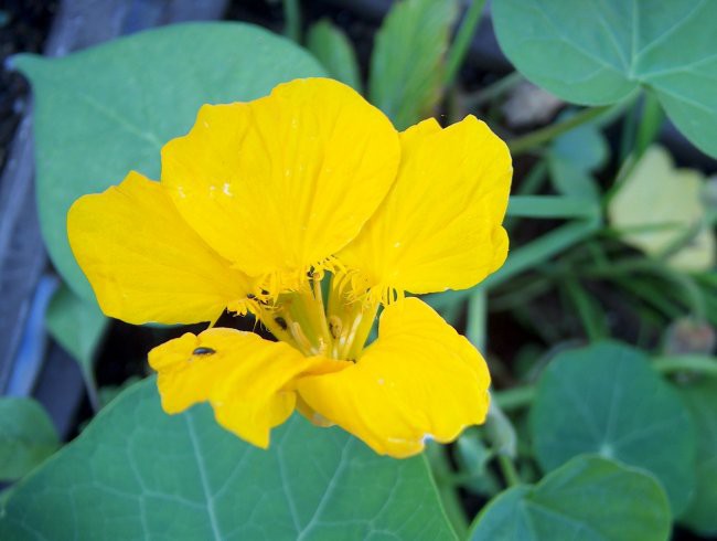 Tropaeolum - Kapucinka