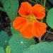 Tropaeolum - Kapucinka