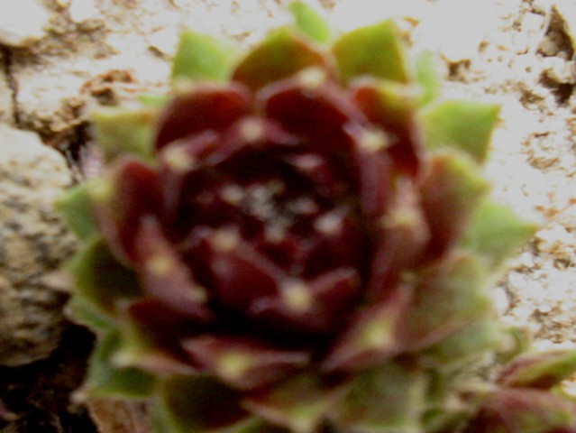 Sempervivum - Netresk