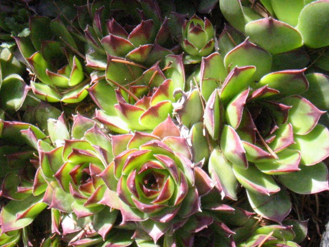 Sempervivum - Netresk