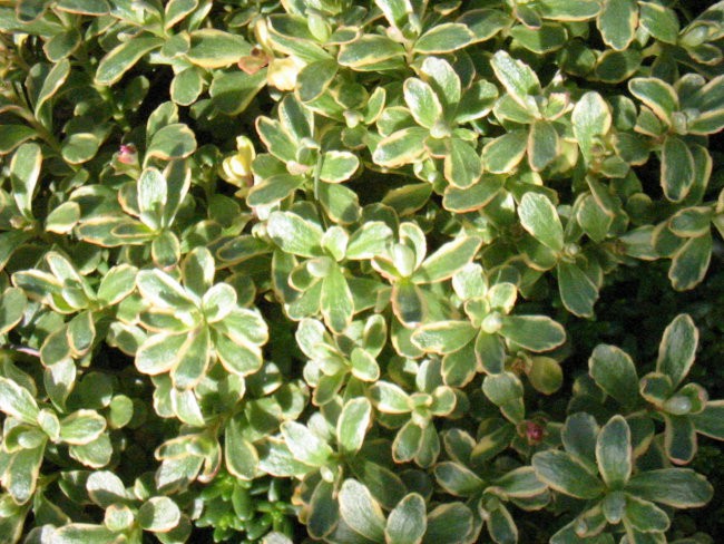 Sedum - Homulica