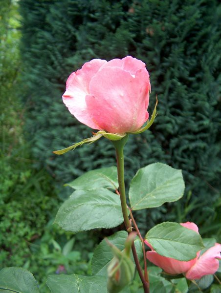 Grmičasta - 3 - rožnata 