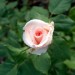 Grmičasta - 2 - svetlo roza 