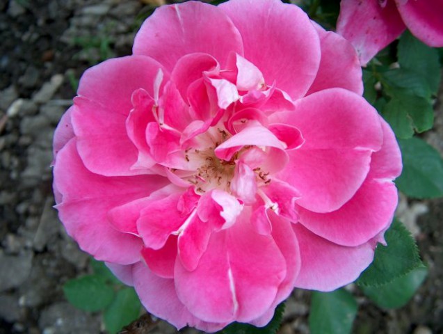 Grmičasta - 5 -rožnata