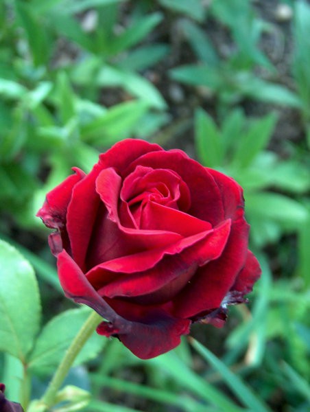Vrtnice - foto
