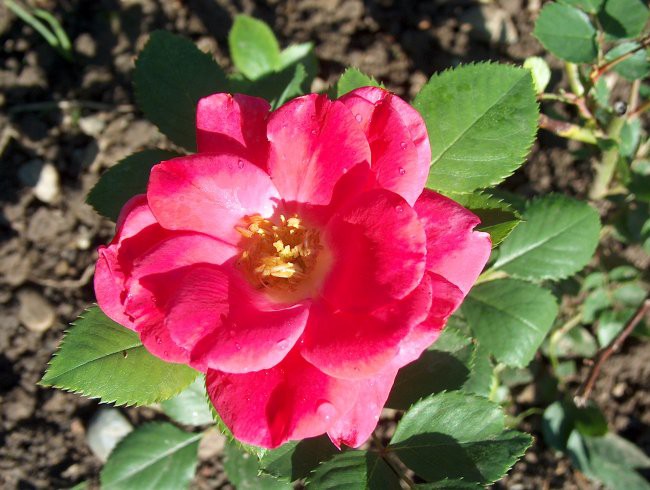 Grmičasta 4 - rožnata