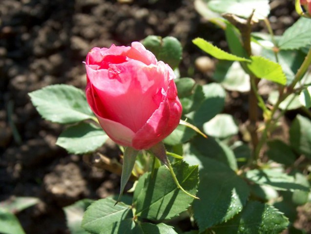Grmičasta 4 - rožnata