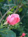 Vrtnica vzpenjalka - roza 