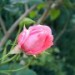 Vrtnica vzpenjalka - roza 