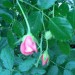 Vrtnica vzpenjalka - roza