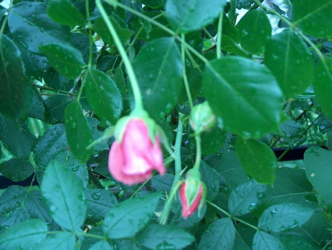 Vrtnica vzpenjalka - roza