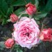 Mini vrtnica - roza