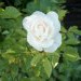 Grmičasta vrtnica - 1 - bela